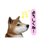 ごんちゃん スタンプ（個別スタンプ：6）