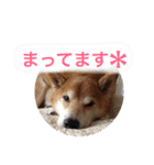 ごんちゃん スタンプ（個別スタンプ：9）