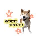 ごんちゃん スタンプ（個別スタンプ：10）