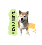 ごんちゃん スタンプ（個別スタンプ：12）