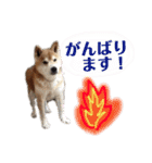 ごんちゃん スタンプ（個別スタンプ：13）