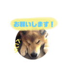 ごんちゃん スタンプ（個別スタンプ：14）