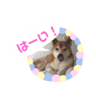 ごんちゃん スタンプ（個別スタンプ：15）
