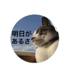 おんまゆちゃんスタンプ1（個別スタンプ：16）