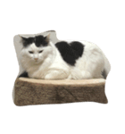 ノルウェージャンフォレストキャット①（個別スタンプ：16）