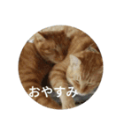 茶とらの日常生活（個別スタンプ：2）