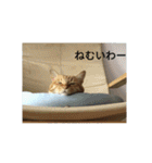 茶とらの日常生活（個別スタンプ：3）