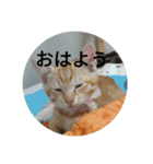 茶とらの日常生活（個別スタンプ：4）