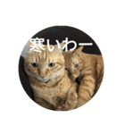 茶とらの日常生活（個別スタンプ：5）