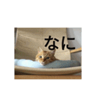 茶とらの日常生活（個別スタンプ：6）
