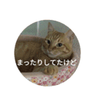茶とらの日常生活（個別スタンプ：7）