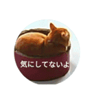 茶とらの日常生活（個別スタンプ：8）