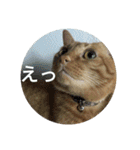 茶とらの日常生活（個別スタンプ：9）