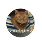 茶とらの日常生活（個別スタンプ：11）