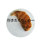 茶とらの日常生活（個別スタンプ：12）