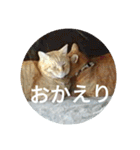 茶とらの日常生活（個別スタンプ：13）
