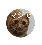 茶とらの日常生活（個別スタンプ：14）