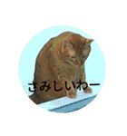 茶とらの日常生活（個別スタンプ：15）