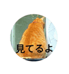 茶とらの日常生活（個別スタンプ：16）