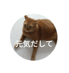 茶とらの日常生活（個別スタンプ：18）