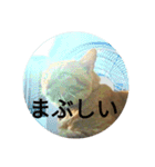 茶とらの日常生活（個別スタンプ：19）