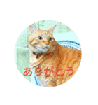 茶とらの日常生活（個別スタンプ：21）