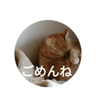 茶とらの日常生活（個別スタンプ：23）