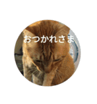 茶とらの日常生活（個別スタンプ：25）
