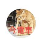 茶とらの日常生活（個別スタンプ：26）