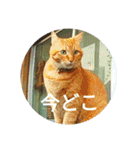 茶とらの日常生活（個別スタンプ：27）