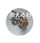 茶とらの日常生活（個別スタンプ：28）