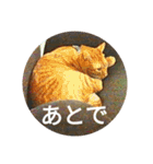 茶とらの日常生活（個別スタンプ：29）