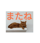 茶とらの日常生活（個別スタンプ：30）