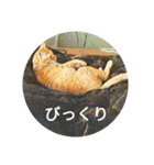 茶とらの日常生活（個別スタンプ：31）