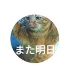 茶とらの日常生活（個別スタンプ：32）