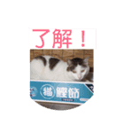 あっきんの猫 part 1     (吹き出し)（個別スタンプ：1）
