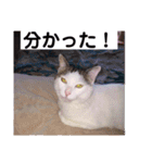 あっきんの猫 part 1     (吹き出し)（個別スタンプ：2）