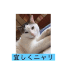 あっきんの猫 part 1     (吹き出し)（個別スタンプ：3）