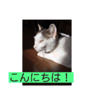 あっきんの猫 part 1     (吹き出し)（個別スタンプ：6）
