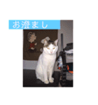 あっきんの猫 part 1     (吹き出し)（個別スタンプ：7）
