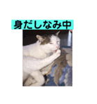 あっきんの猫 part 1     (吹き出し)（個別スタンプ：8）