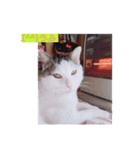 あっきんの猫 part 1     (吹き出し)（個別スタンプ：9）