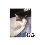 あっきんの猫 part 1     (吹き出し)（個別スタンプ：10）