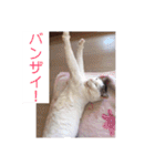 あっきんの猫 part 1     (吹き出し)（個別スタンプ：11）