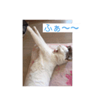あっきんの猫 part 1     (吹き出し)（個別スタンプ：12）