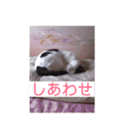 あっきんの猫 part 1     (吹き出し)（個別スタンプ：13）