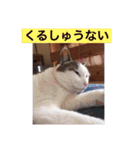 あっきんの猫 part 1     (吹き出し)（個別スタンプ：14）