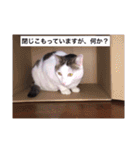 あっきんの猫 part 1     (吹き出し)（個別スタンプ：15）