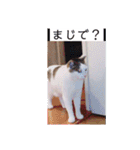 あっきんの猫 part 1     (吹き出し)（個別スタンプ：16）