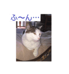 あっきんの猫 part 1     (吹き出し)（個別スタンプ：17）